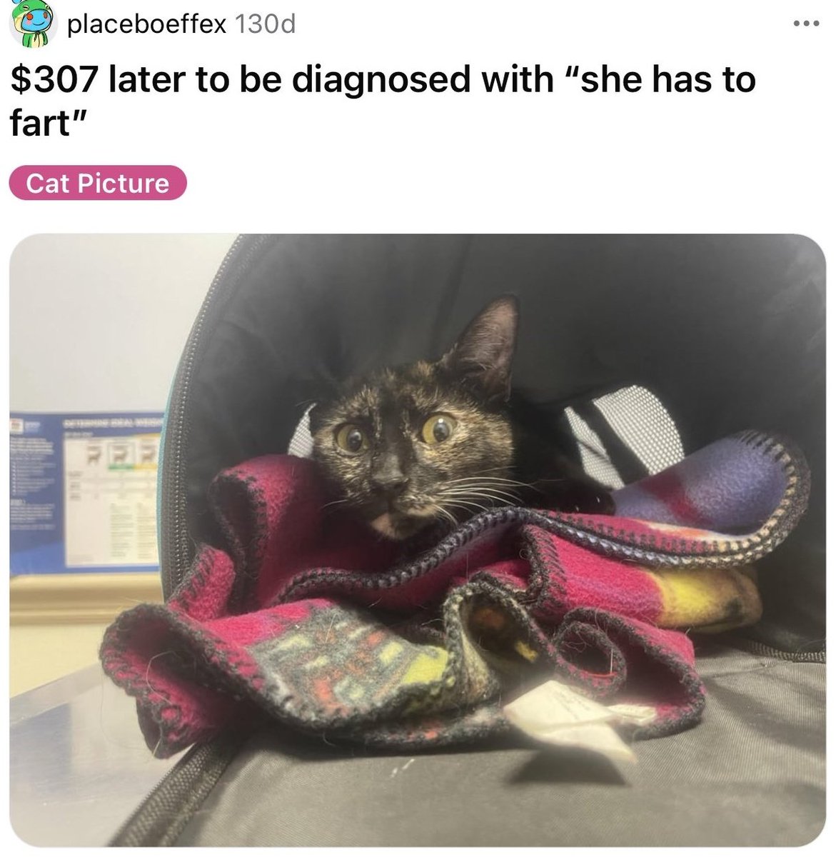 CATBRAINCELL's tweet image. 