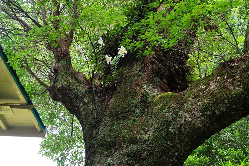 nihondairarope's tweet image. 久能山駅にある御神木
上の方に目を向けるとヤマユリの花が‼︎
ひょんな所から芽生え一株から二株に
年々お花の数も増えて来た縁起のいいヤマユリです☺️
#御神木 #ヤマユリ #久能山東照宮 #日本平ロープウェイ