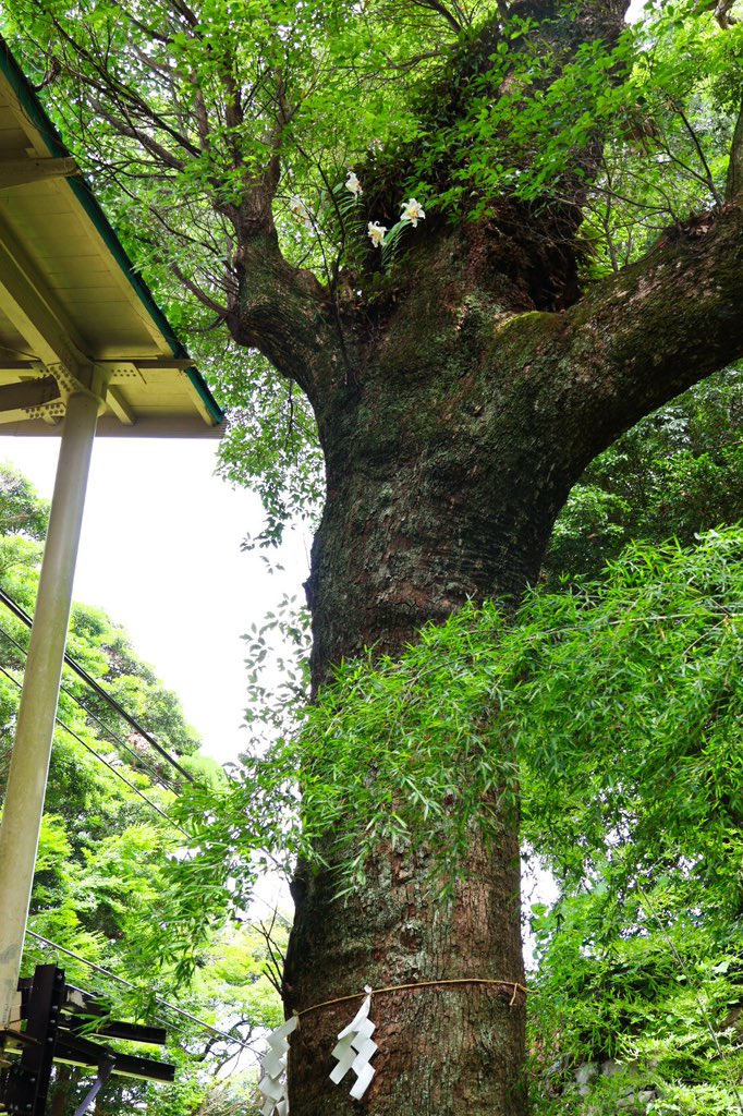 nihondairarope's tweet image. 久能山駅にある御神木
上の方に目を向けるとヤマユリの花が‼︎
ひょんな所から芽生え一株から二株に
年々お花の数も増えて来た縁起のいいヤマユリです☺️
#御神木 #ヤマユリ #久能山東照宮 #日本平ロープウェイ