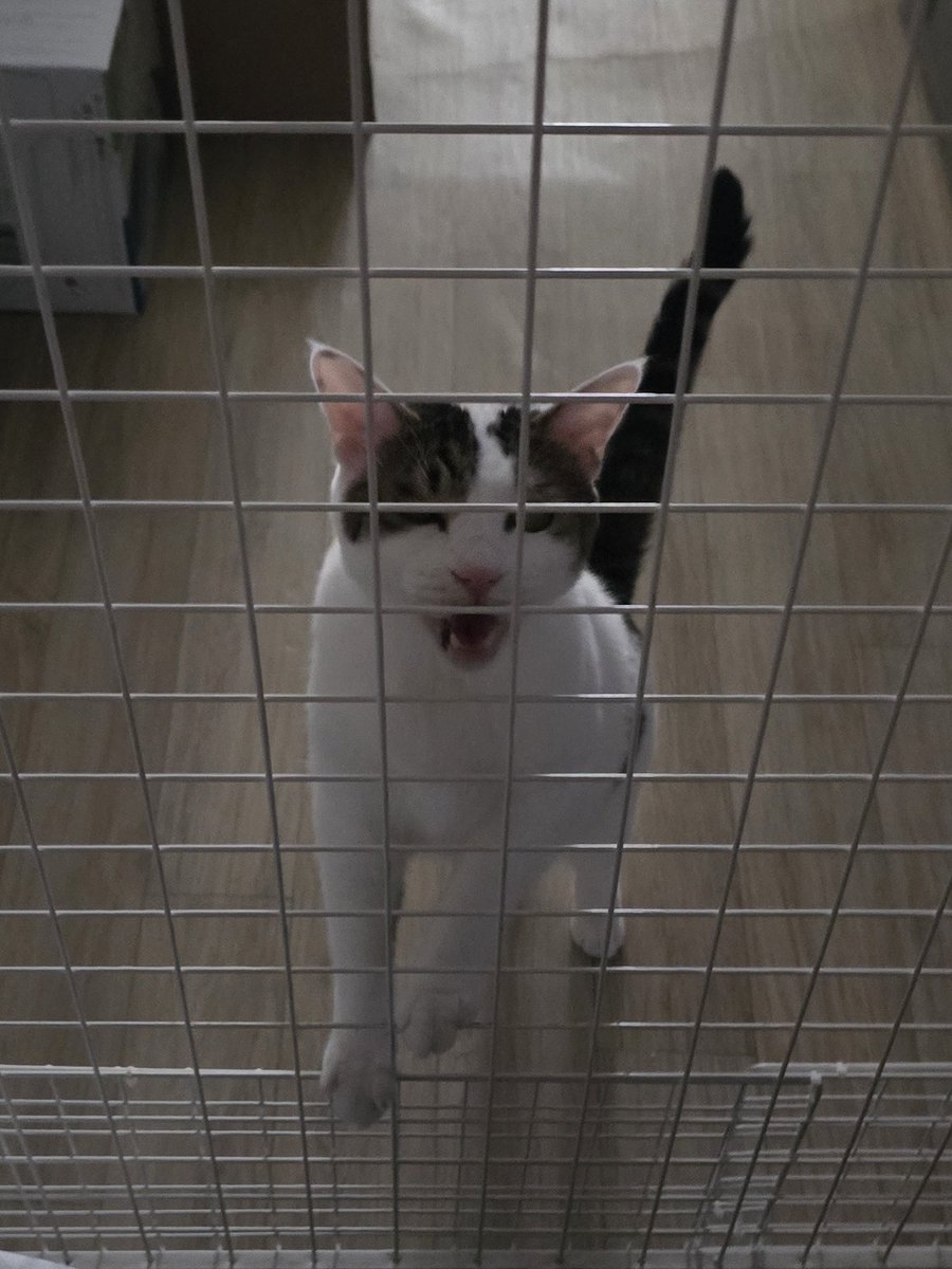 서이 건강검진 하려고 데려가는데 가방 안에서 계속 우니까 너이가 문앞까지 따라와서 서이 내놓으라고 소리지름ㅠㅠ