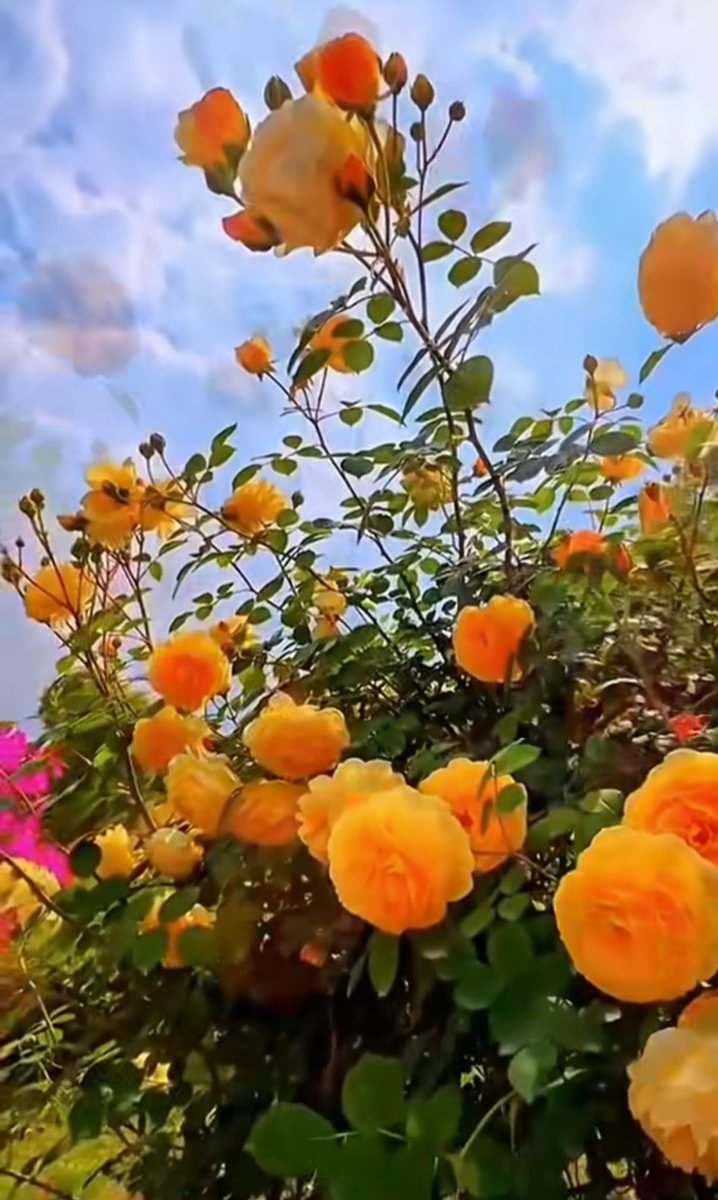 صبح بخیر