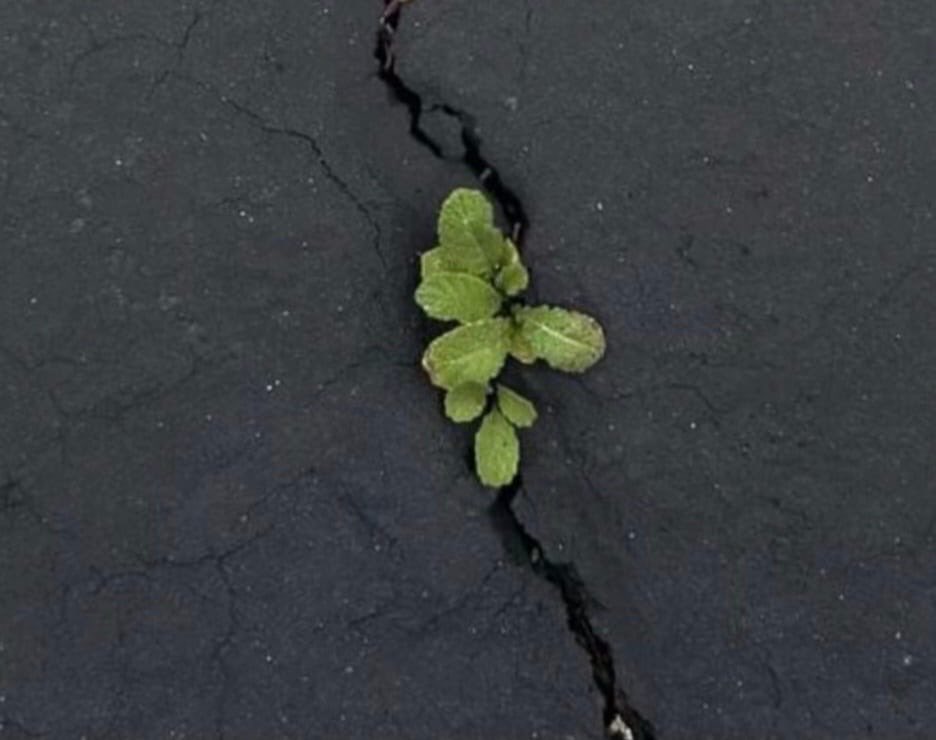 وينبت لك من شقوق الضيق فرجاً

فاطمئن ☘️

صباح السعادة لكم 🤍✋🏻