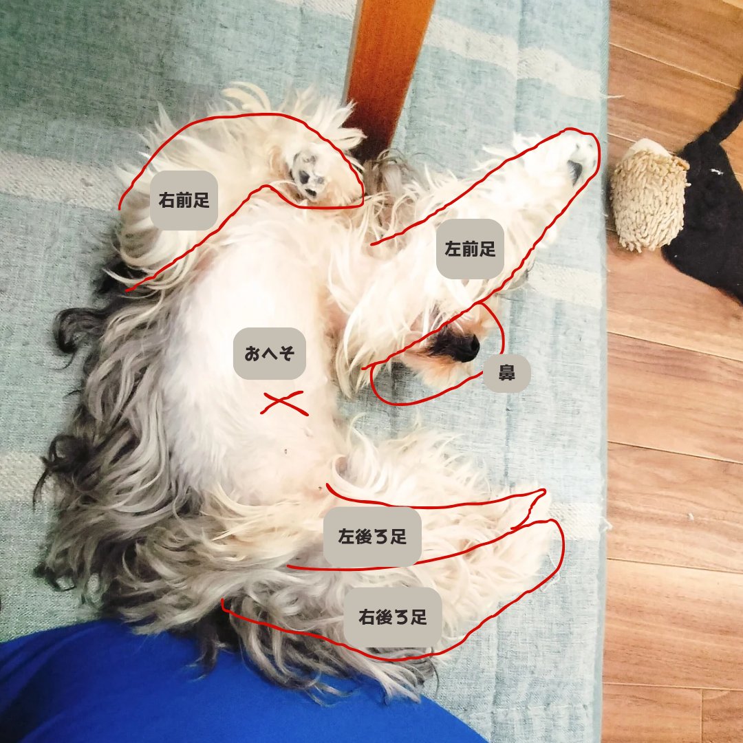 3Dとして処理するって大変💦
映像や画像は距離感や立体感を考えて作られている
それを目で見て、脳が処理する

でも左右の見え方が「ちぐはぐ」だと
距離感や立体感にバグが発生

バグ修正の頻度が多いと
眼精疲労の頻度も増える

←眼精疲労になりそうなヘソ天
なりにくそうなヘソ天→
置いていきます