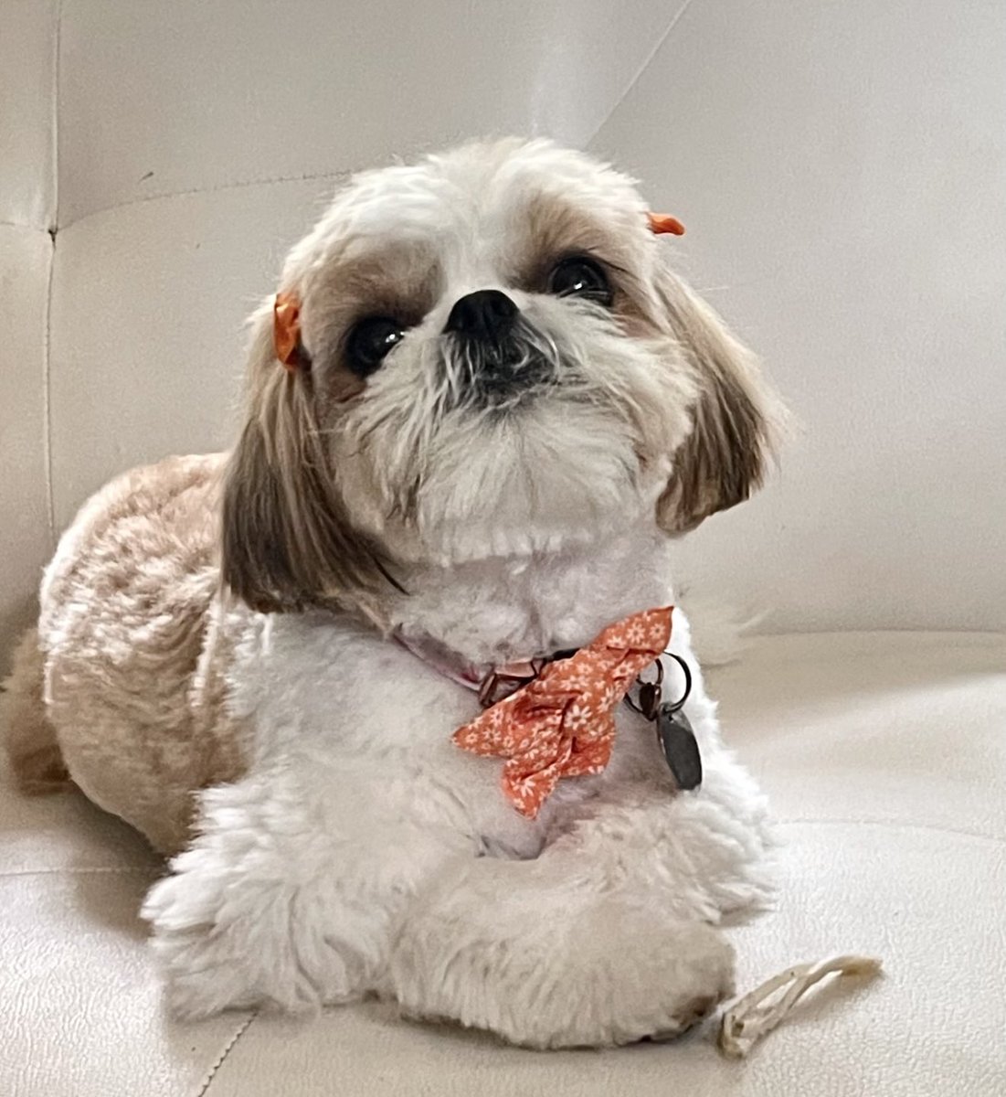 GarciaMargie (@mgarcia1701temp) on Twitter photo Sitting watching my favorite show <a href="/OfficialOPLive/">On Patrol: Live</a> on <a href="/ReelzChannel/">REELZ</a> ! Love, Abby โค๏ธ ๐พ #OnPatrolLive #OPLive #OPNation #REELZ Sitting watching my favorite show <a href="/OfficialOPLive/">On Patrol: Live</a> on <a href="/ReelzChannel/">REELZ</a> ! Love, Abby โค๏ธ ๐พ #OnPatrolLive #OPLive #OPNation #REELZ