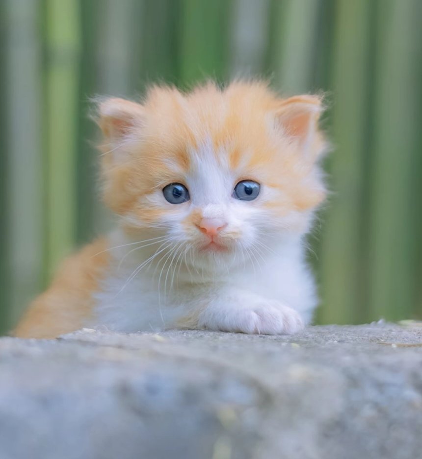 huluoluo2's tweet photo. Kind hearted person, why can you feed me a small fish?#cat #smallcat #fish #cute #poor https://t.co/JnK8Zx9keG