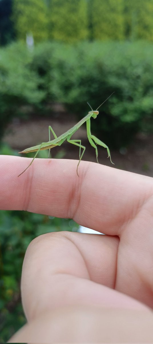 今日はカマキリいたわ！
