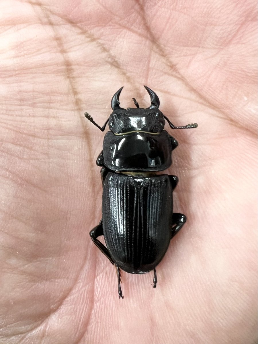 《成体新着/甲虫》

▪︎"能勢産"国産オオクワガタ極小ペア ¥300
▪︎"能勢産"国産オオクワガタペア ¥980〜
▪︎"西多田産"WWオオクワガタペア ¥1,480〜

宜しくお願いします。

#虫どん