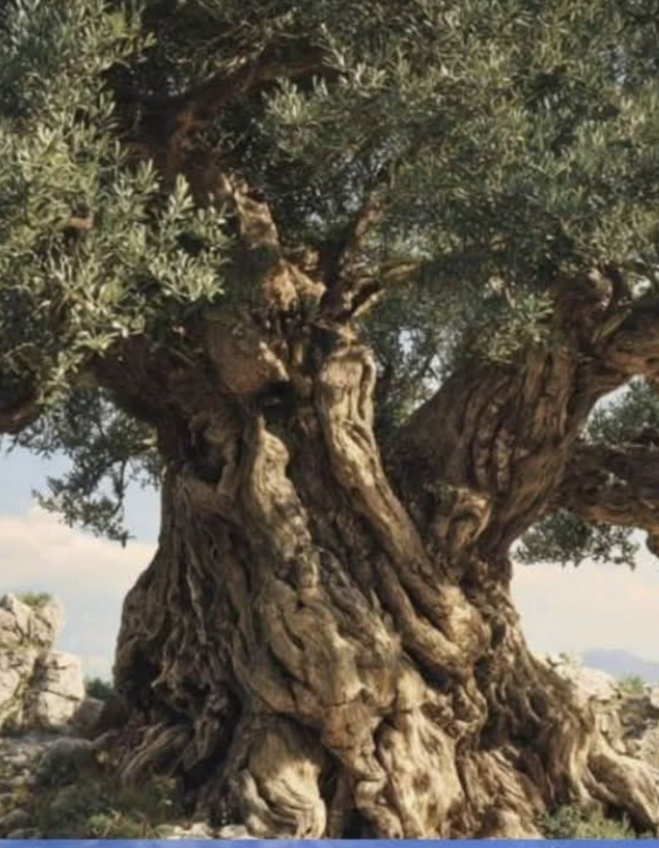 El olivo más antiguo del mundo vive en Creta y aún da frutos, tiene más de 4000 años. ¡Feliz día!