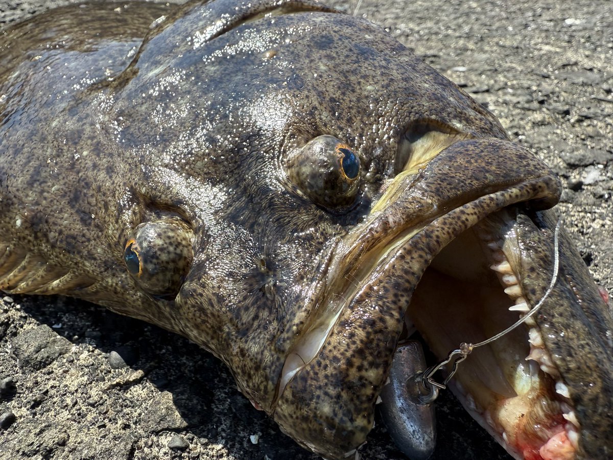 oga_0624_'s tweet photo. 室蘭沖堤防延長戦でジャスト80cmの座布団💥
#fishman
#フィッシュマン
#ベンダバール101m
#imzリミットブレイカー
#アトミックスライダー
#atomicslider
#フロロショックリーダー
#osp
#ドライブシャッド https://t.co/XW1jpYM9YM