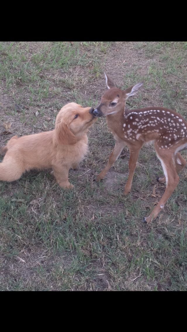 out of context deer (@contextdeers) on Twitter photo 