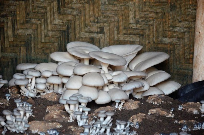 AimePatrickIra1's tweet image. Good morning!
These oyster mushrooms are loaded with protein, B vitamins, and antioxidants. Plus they're naturally low in calories and cholesterol-free. Nature's perfect package!
#FreshMushrooms #LocalFarm
#SustainableFarming @AimePatrickIra1