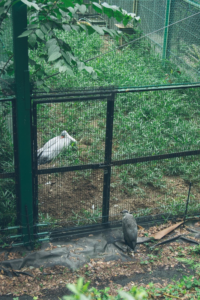hajime_ohba's tweet photo. キボシイワハイラックスと念願のマヌルネコと鳥が鳥を見てるやつとメスにアピールするも全く見向きもされないオス孔雀。。笑

埼玉県こども動物自然公園たのしい https://t.co/y6eakRRADx