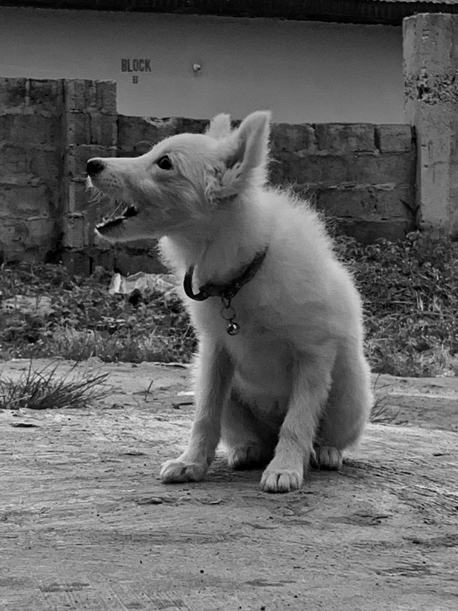 SNOW ❄️ KUK'S BABY tweet media