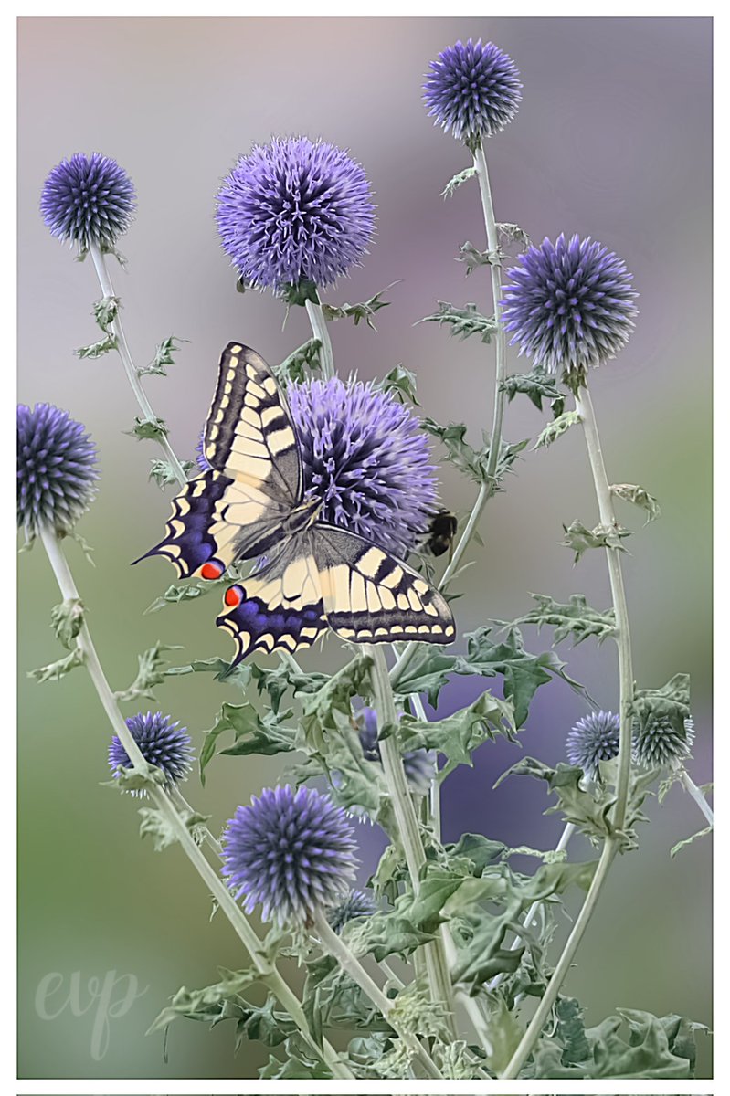 Nollie70's tweet image. Gisteren was de koninginnepage weer op bezoek. De kogeldistel is echt een magneet voor allerlei insecten.