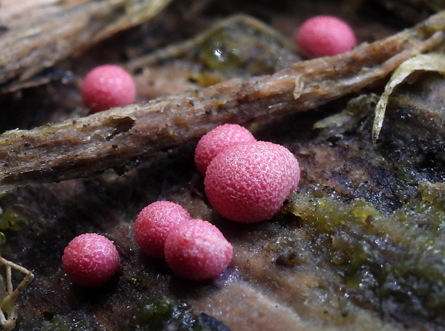 Pasaules gļotsēņu saraksts papildināts ar Julitas Klušas atrasto persiku vilkpienaini (Lycogala persicum). Šī pasaulē līdz šim nezināmā suga atrasta Ķemeru Nacionālajā parkā. Vairāk lasi te - dabasdati.lv/lv/article/lat…
Jauna persiku vilkpienaine Lycogala persicum. Foto: Julita Kluša
