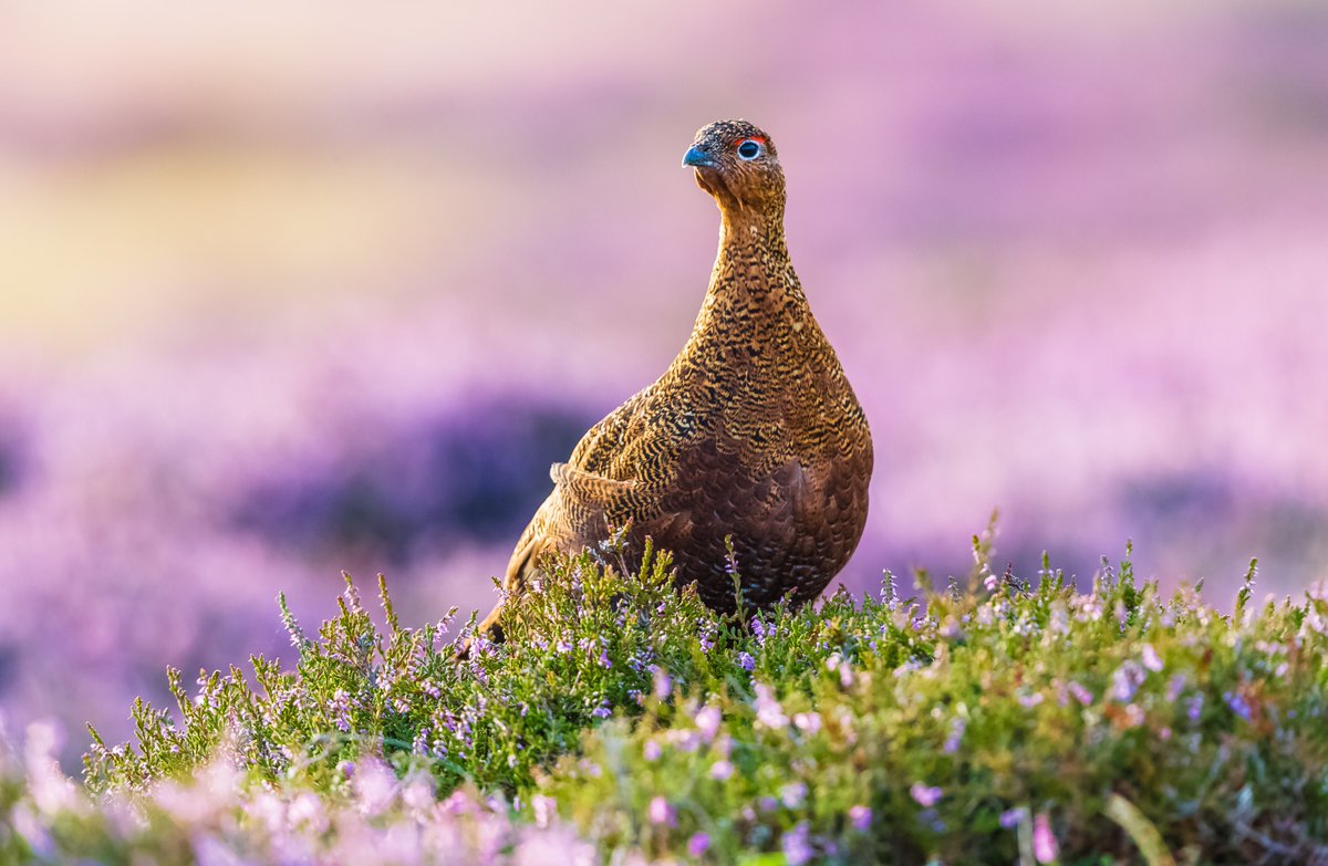 A male red grouse ❤️

#DidYouKnow male red grouse have bright red combs above their eyes which are used to attract females!

#redgrouse #birdwatching #wildlife