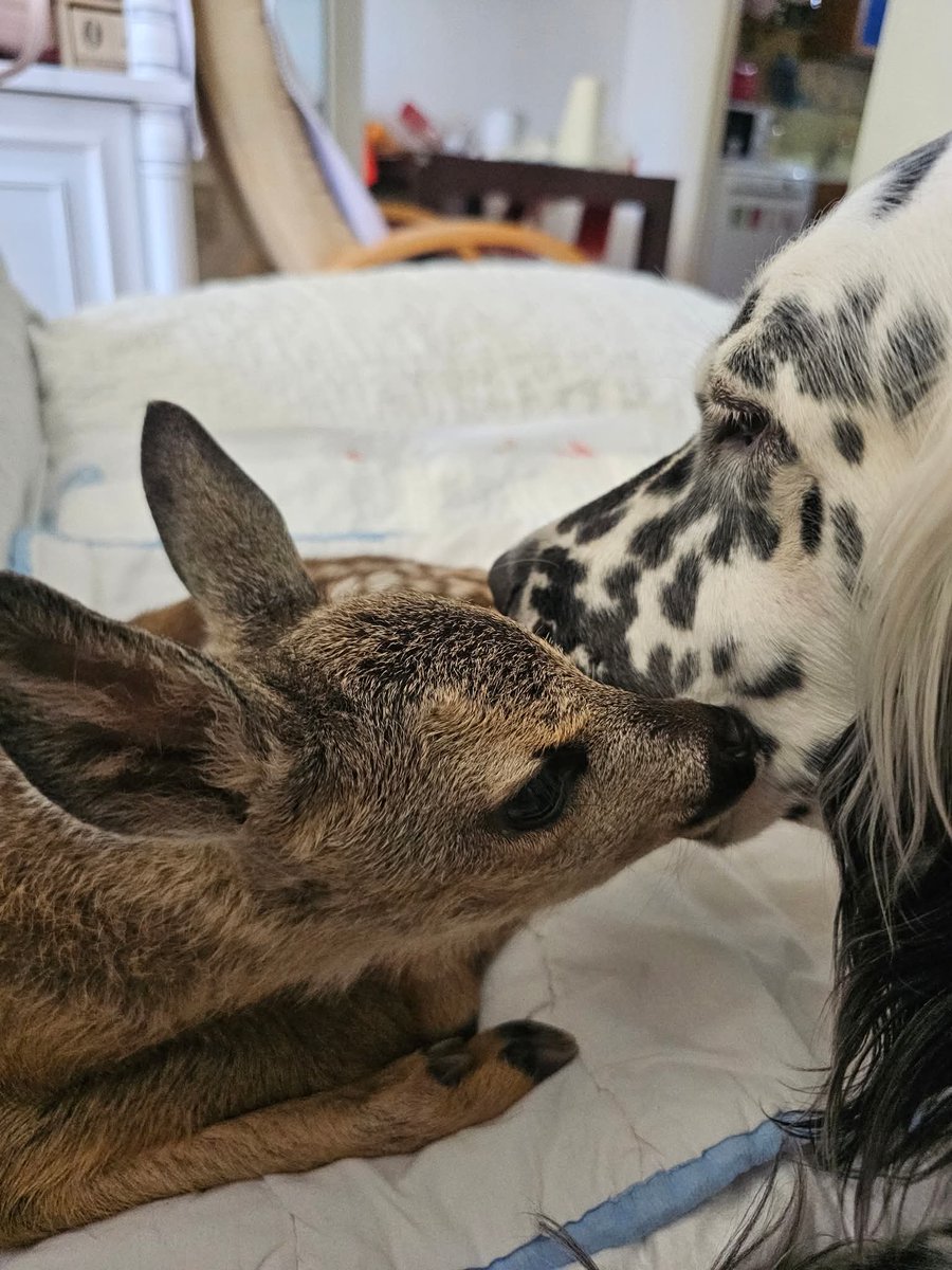 Znam da su mnogi od vas pratili 30 dana borbe za život malog Bambija, laneta Dušana i neverovatne Sanje Lazić. Povredio ga je momak kosom, ali ga nije ostavio da iskrvari već je odneo po pomoć. Opomena koscima da obrate pažnju, orden Sanji za ljudskost, ljubav za njega  🩵
