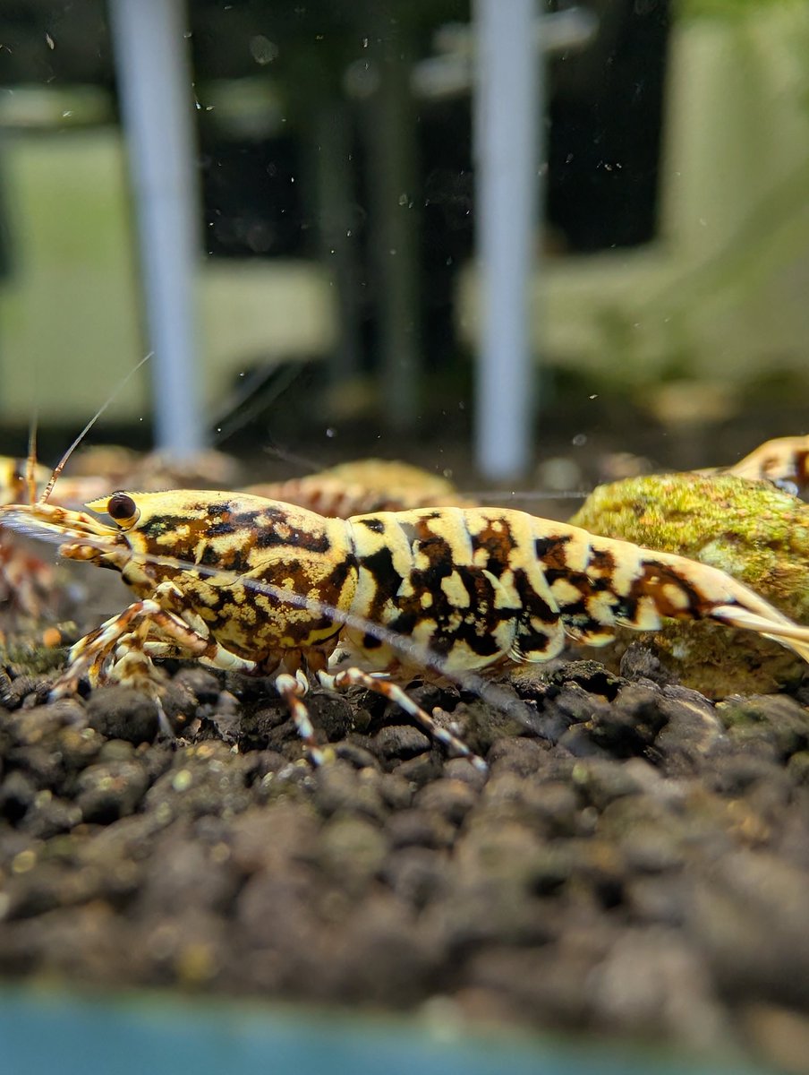 munmunshrimp's tweet image. ありがとうフルーツ大福ギャラクシー🦐✨️

そしてPa〜さん素敵なイベントありがとうございました🤣
ワイワイいっぱい参加されてて見てハッピーでした！
こーゆーのいいですね😙

来週もまた宜しくお願い致します🙇