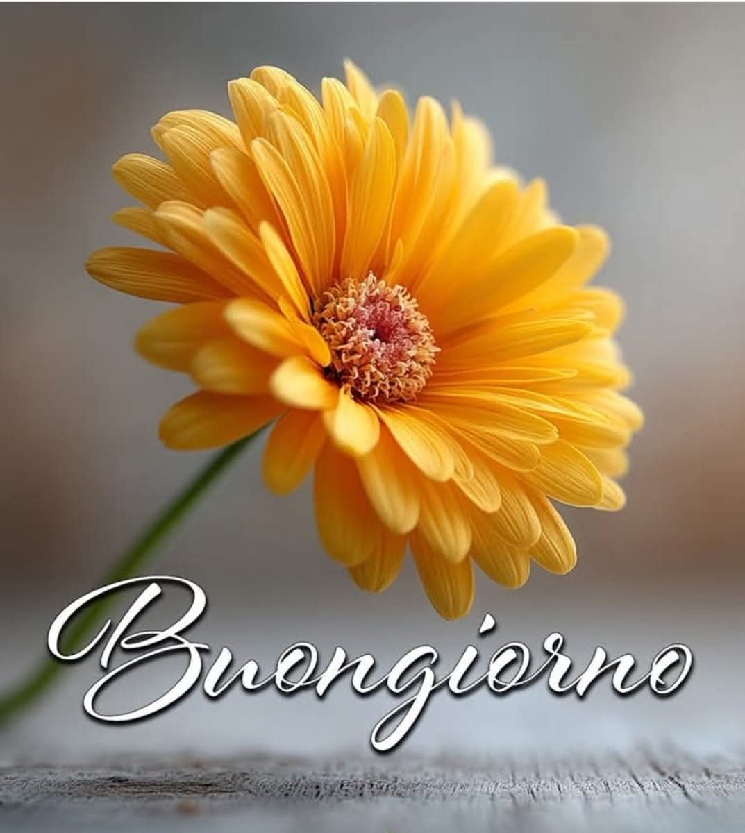 Marianna tweet media