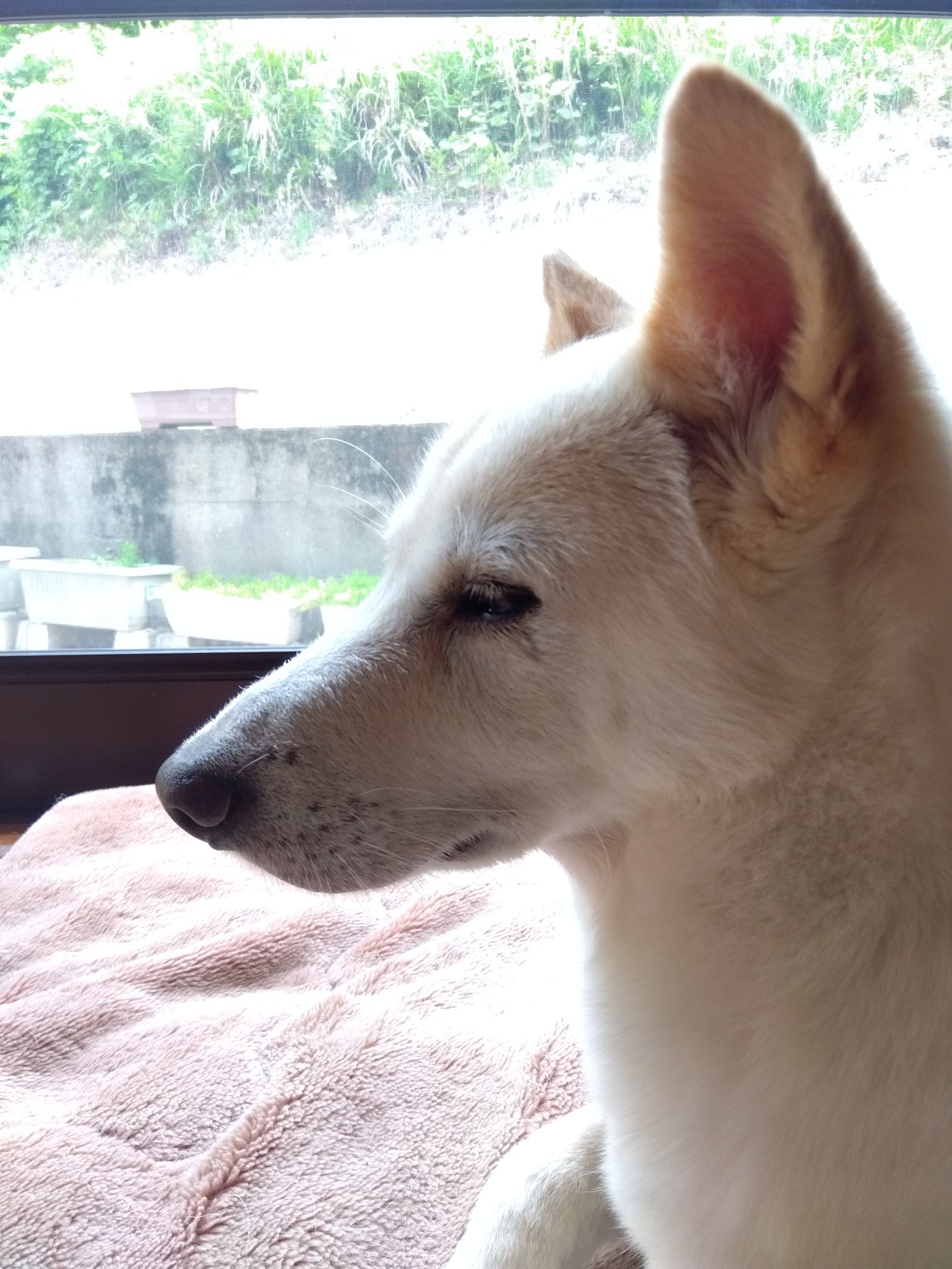 わん吉　 松永製作所 シルバー柴犬のわん吉天板 8P | 松永製作所の製菓