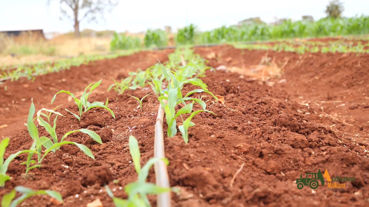 Timing is critical when it comes to greenmealies production. Generally the optimum sowing time is after the last week of July in the Highveld areas. In the Lowveld, where generally frost seldom occurs, farmers can capitalise and plant at anytime and get higher prices.
