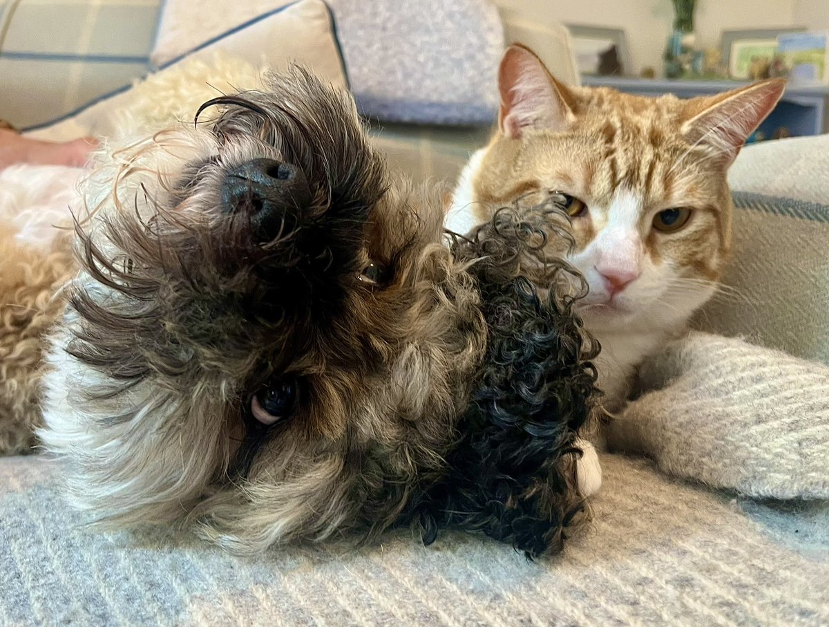 Malcolm_theCat's tweet image. Hello? Is anybody there? It’s Ron! I found Mum’s phone and I’m doing some Selfies with Eric. I’ve heard all about you. I’m One Years Old now. I’m a big grown-up boy. If you’re out there, please say hello to me. (Hope I don’t get in Big Trouble). Orange Rules 🧡🧡🧡🧡 #Ron…
