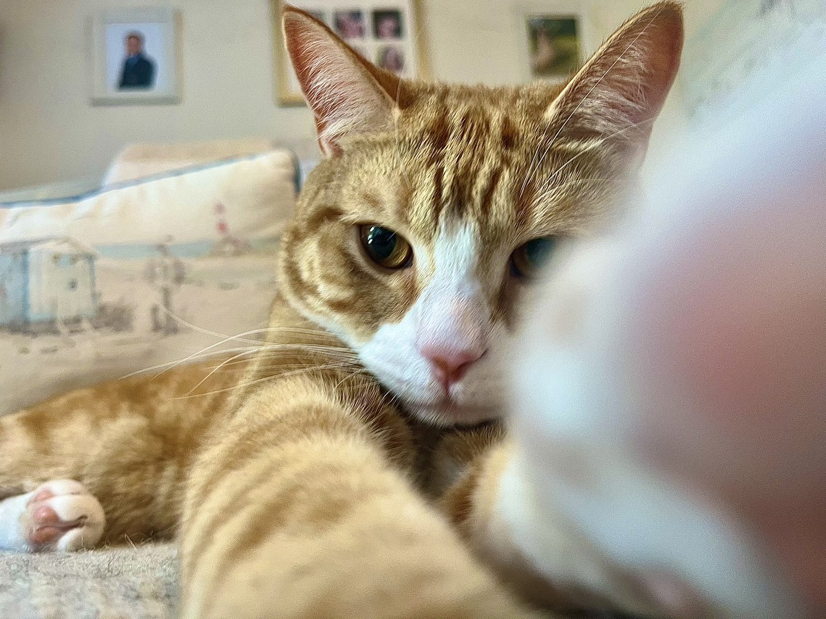 Malcolm_theCat's tweet image. Hello? Is anybody there? It’s Ron! I found Mum’s phone and I’m doing some Selfies with Eric. I’ve heard all about you. I’m One Years Old now. I’m a big grown-up boy. If you’re out there, please say hello to me. (Hope I don’t get in Big Trouble). Orange Rules 🧡🧡🧡🧡 #Ron…