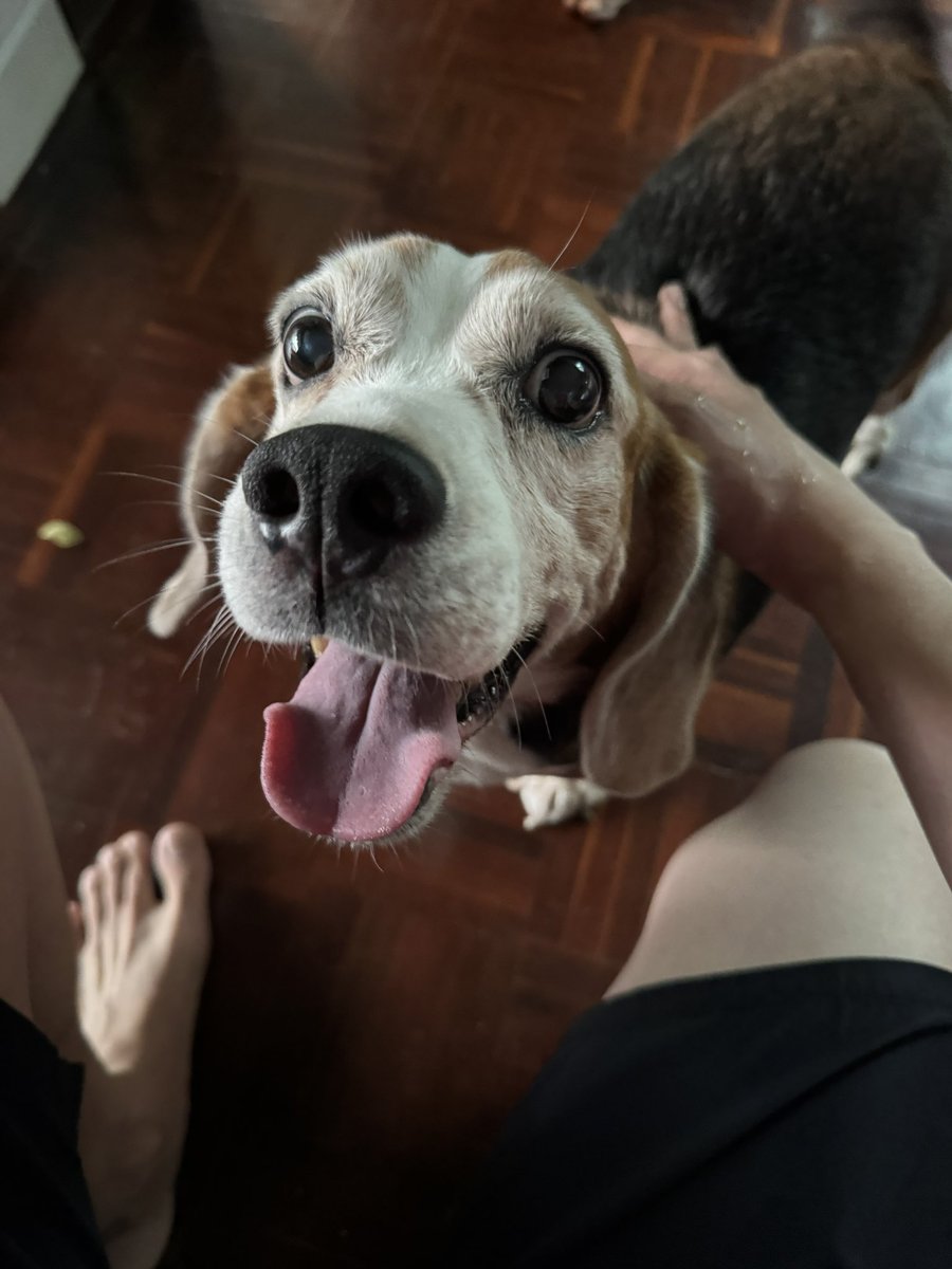 โกโก้หมาแก่🤣