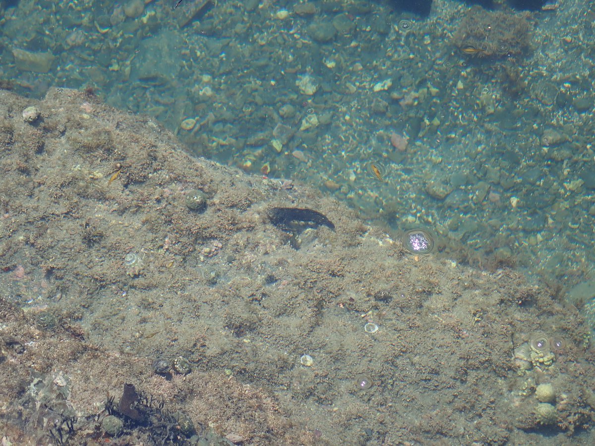 仮住まい先の近所にある磯を開拓中
ウェーダーにタモ網&amp;手釣りという装備で頑張ったけど、今日は泳げば良かったと少し後悔
チョウチョ・スズメの類はチラホラいるけど、まだ小さい