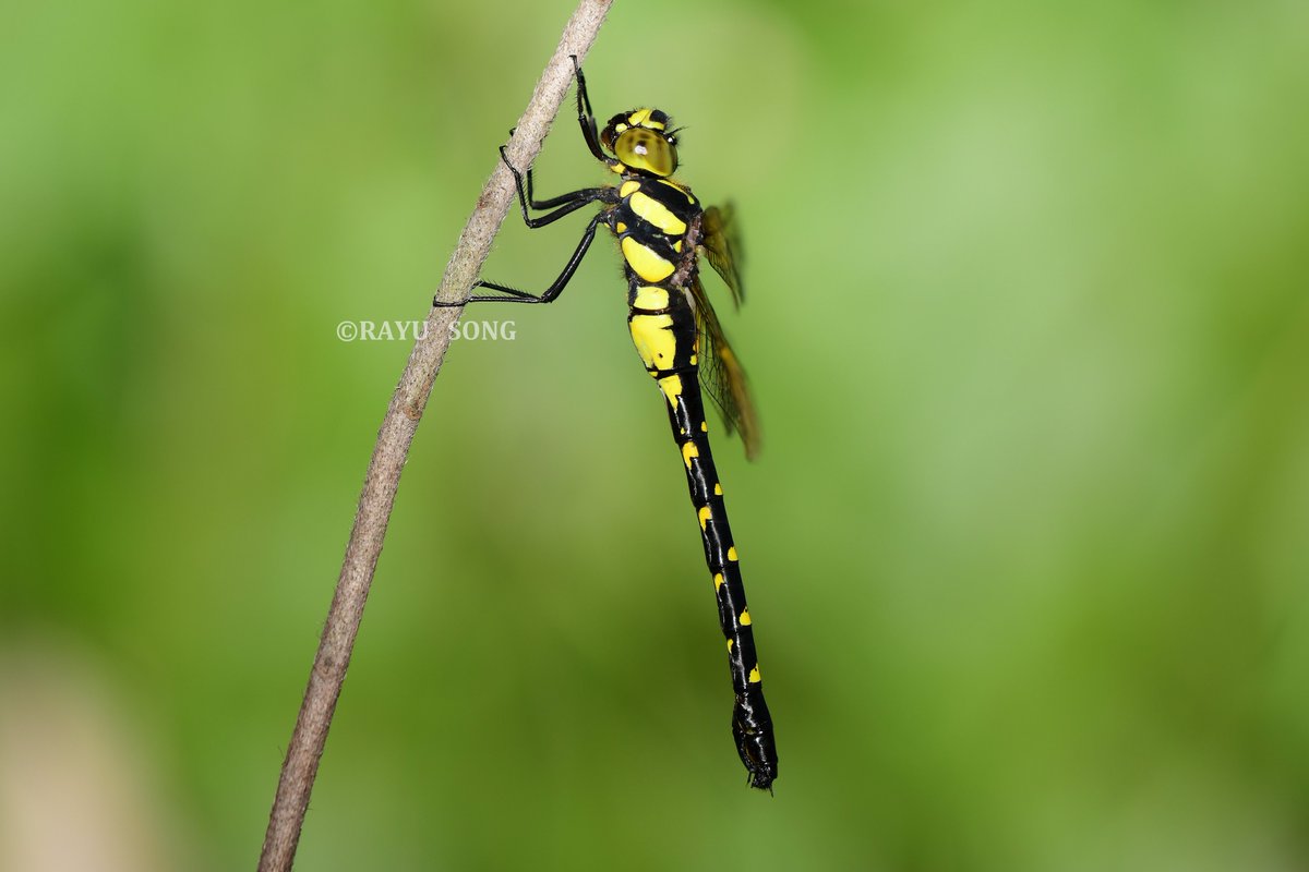 2025·华东五月。
沼蜓属待定种Sarasaeschna sp.，雌性。
这是我们今年收获的第四个沼蜓属新种。