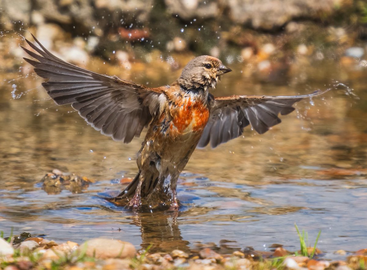 Andrew Fusek Peters (@2peters) on Twitter photo Off to the final day of the Global Birdfair today to give my talk at the OM stand at 2pm. This bathing linnet at Shingle St from my book Garden Safari. <a href="/Natures_Voice/">RSPB</a> <a href="/OMSYSTEMcameras/">OM SYSTEM Cameras</a> <a href="/BirdwatchExtra/">Birdwatch</a> <a href="/BTO_GBW/">BTO Garden BirdWatch</a> <a href="/BBCSpringwatch/">BBC Springwatch</a> <a href="/suffolkwildlife/">SuffolkWildlifeTrust</a> Off to the final day of the Global Birdfair today to give my talk at the OM stand at 2pm. This bathing linnet at Shingle St from my book Garden Safari. <a href="/Natures_Voice/">RSPB</a> <a href="/OMSYSTEMcameras/">OM SYSTEM Cameras</a> <a href="/BirdwatchExtra/">Birdwatch</a> <a href="/BTO_GBW/">BTO Garden BirdWatch</a> <a href="/BBCSpringwatch/">BBC Springwatch</a> <a href="/suffolkwildlife/">SuffolkWildlifeTrust</a>
