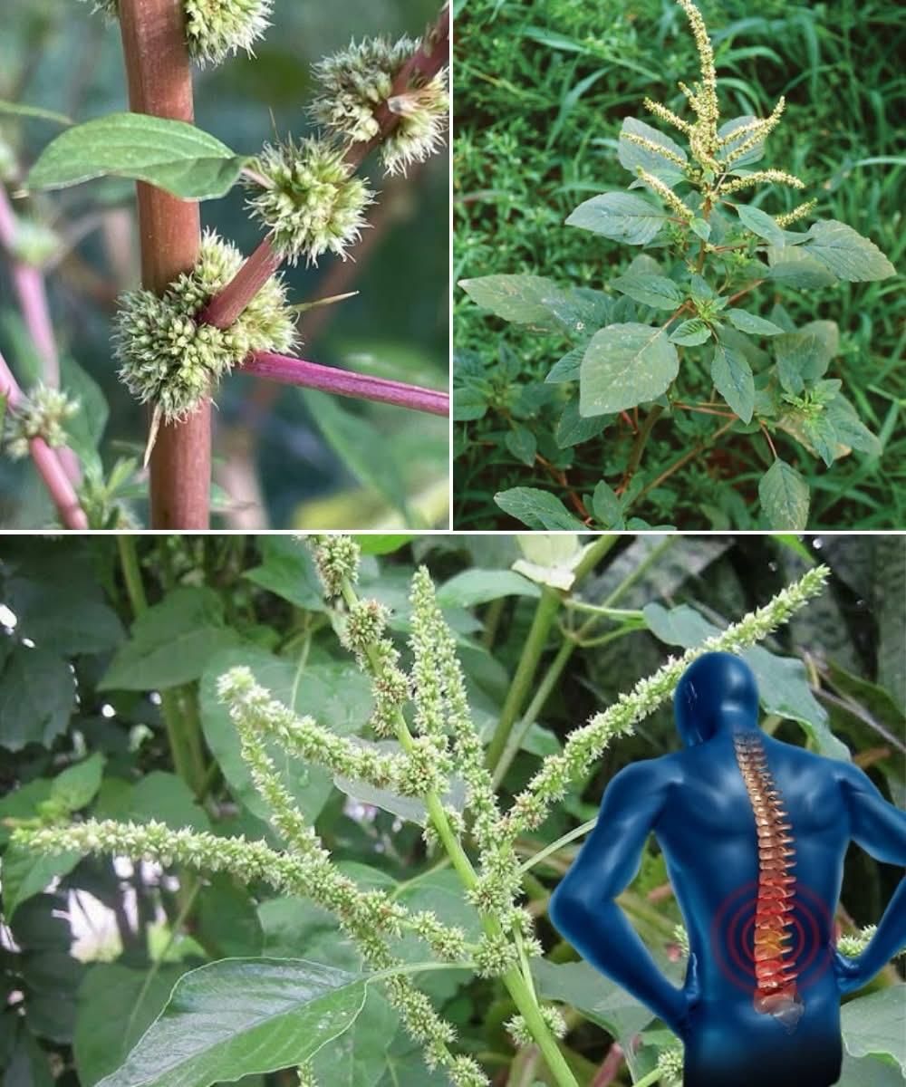 Bledo Blanco (Amaranthus blanco) - the backyard weed with super food power!

With iron, Folic acid, calcium and rare amino acid it boost brain health, aid digestion, balance hormones and fight inflammation a natural remedy for stress PMS and more this overlooked deserves a place