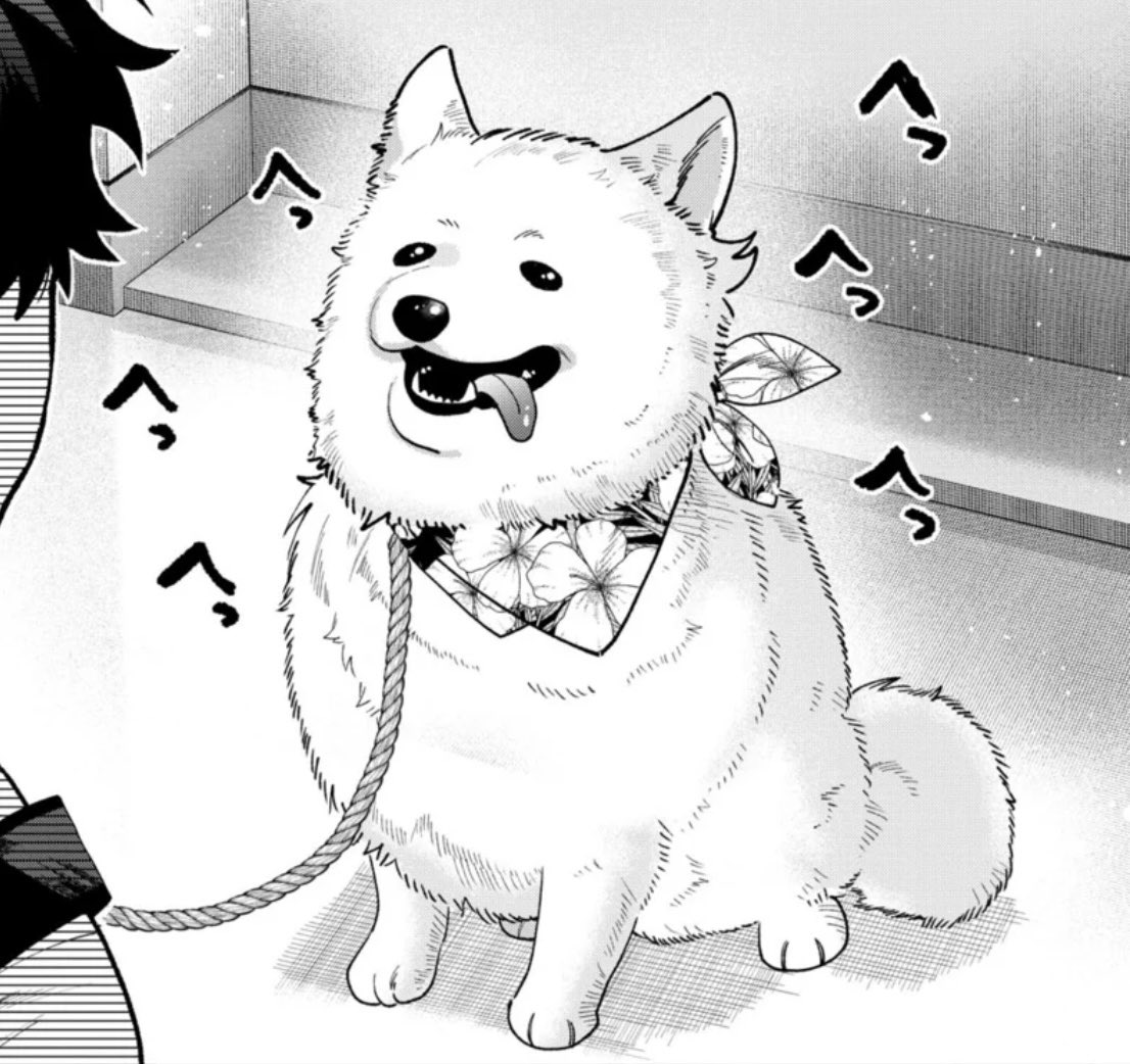 Domoto_Sunday's tweet image. 発売中「少年サンデー」にて、
『百瀬アキラの初恋破綻中。』44話が載ってます！

今回は、
まごうことなき…犬！！
事前取材もバッチリの サモエド回となってます🐕

📖第1話はこちらから📖
sunday-webry.com/episode/255068…

#少年サンデー