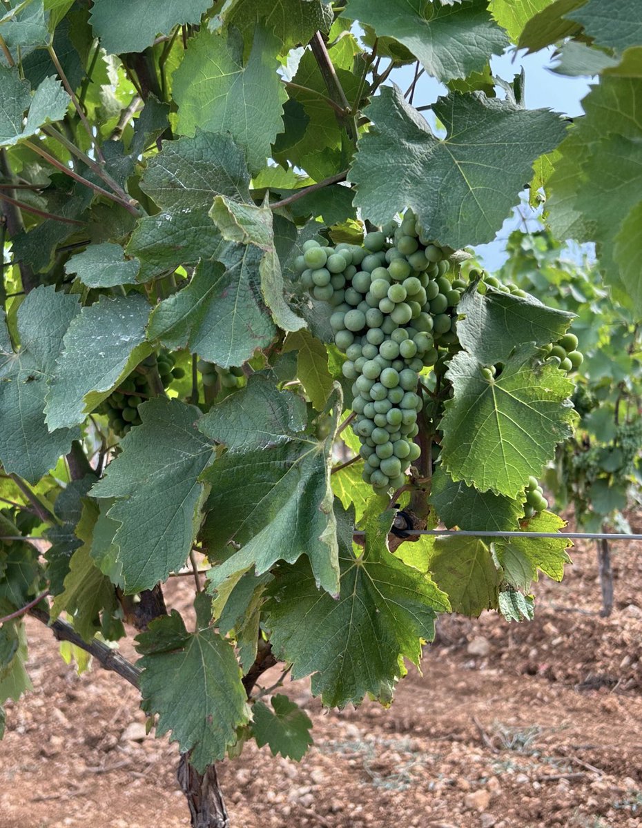 Ce matin je peux dire que le père Noël est passé 2 fois! Il y a plus de trois ans que cela ne nous était pas arrivé…une pluie en juillet! Et cette fois-ci, on l’aurait commandé on aurait pas fait mieux…! Après 15 jours de forte canicule et en pleine véraison, il est tombé hier