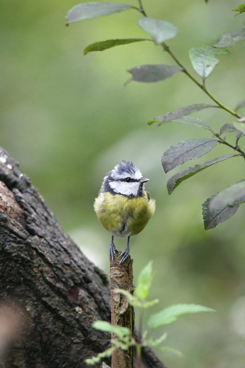 Blue-Tit 
Bude Cornwall 〓〓
#Bude #Cornwall 
#BlueTit