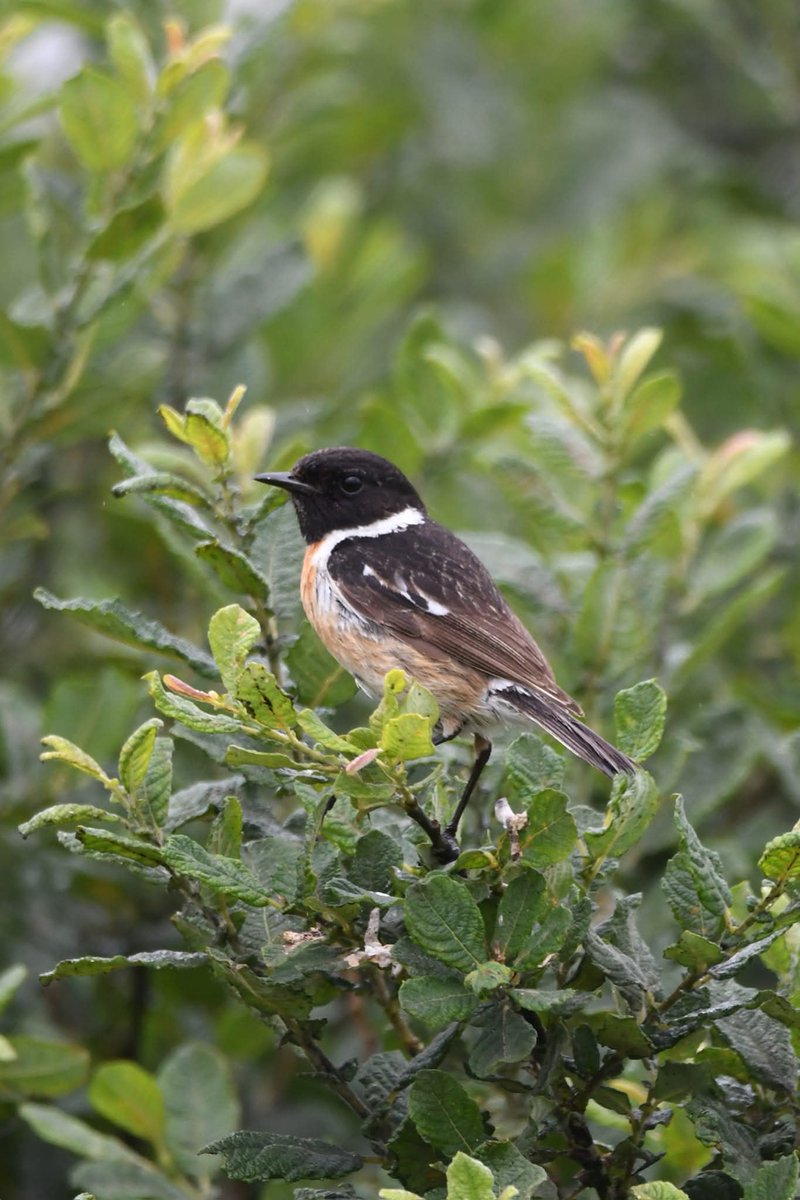 Stonechat 
Bude Cornwall 〓〓
#Bude #Cornwall 
#Stonechat
