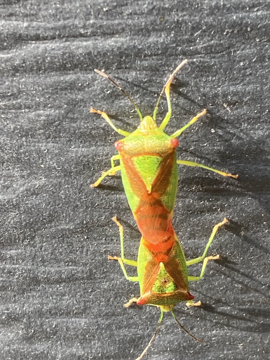 Harry Wollerich tweet media