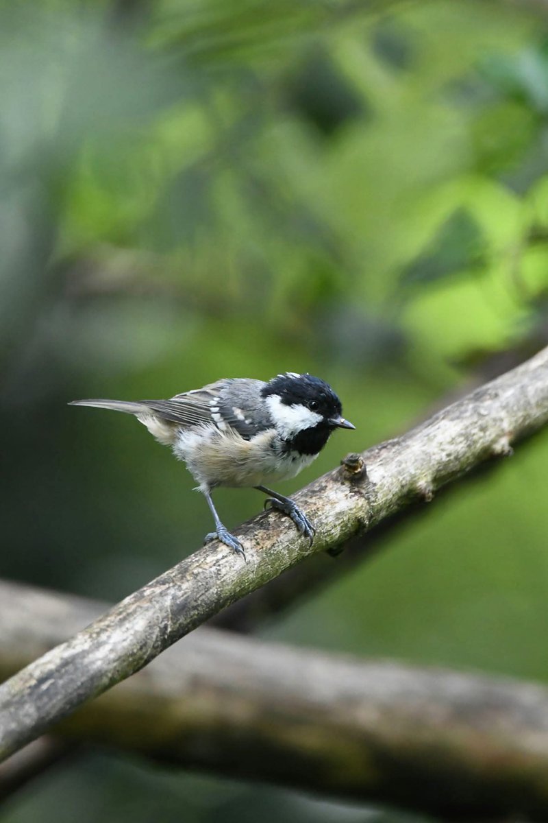Coal-Tit 
Bude Cornwall 〓〓
#Bude #Cornwall 
#CoalTit