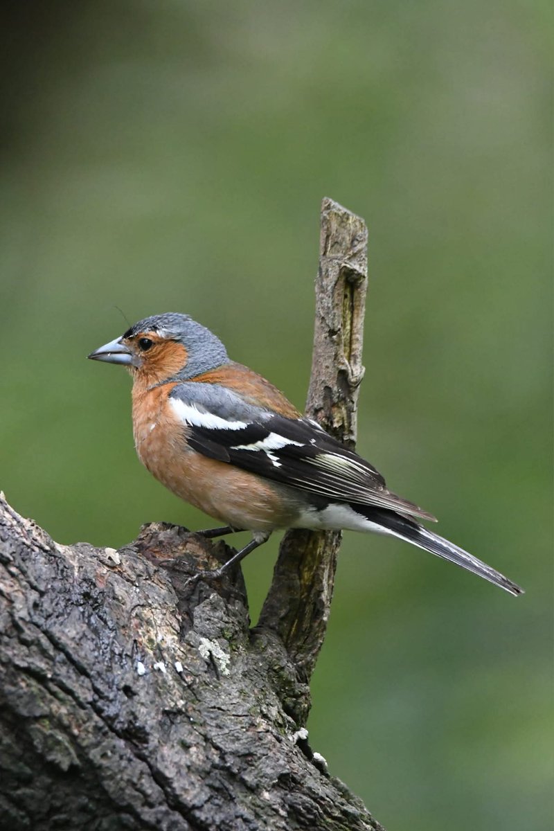 Chaffinch 
Bude Cornwall 〓〓
#Bude #Cornwall 
#Chaffinch