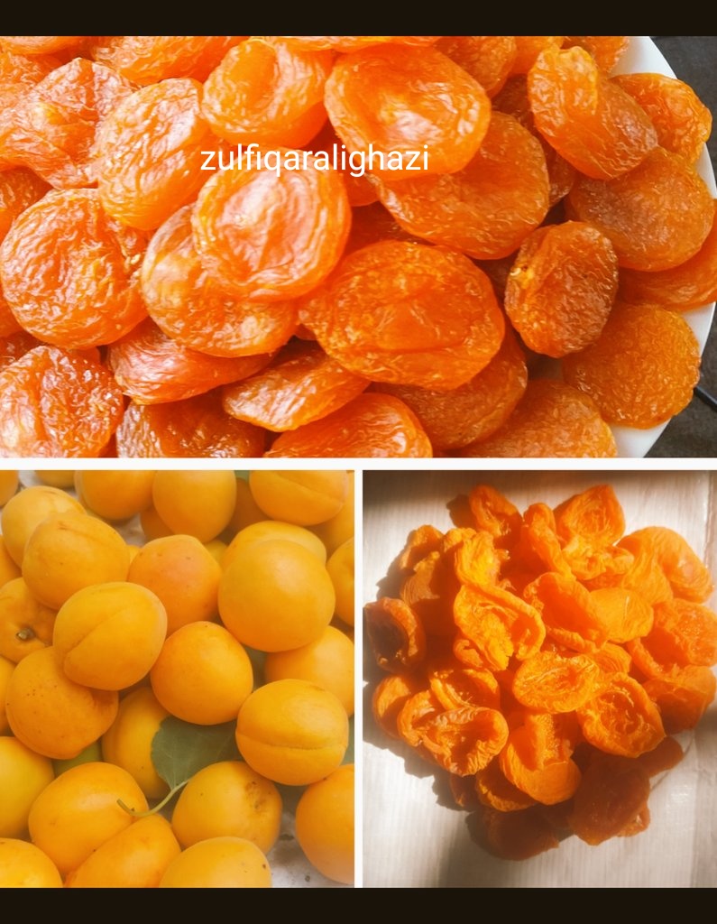 Zulfiqar Ali Ghazi (@agroxperts) on Twitter photo The yellow gold of #GilgitBaltistan .
We call it Zzu in Burushaski. (HunzaNagar)
We call it Juroti in Shina. (Gilgit)
We call it Zxulli in Khuwar (Chitral& Ghizer)
We call it Chuli in Balti (Baltistan/Ladakh)
We call it Chuwan in Wakhi (Hunza).
Cash crop of #GilgitBaltistan The yellow gold of #GilgitBaltistan .
We call it Zzu in Burushaski. (HunzaNagar)
We call it Juroti in Shina. (Gilgit)
We call it Zxulli in Khuwar (Chitral& Ghizer)
We call it Chuli in Balti (Baltistan/Ladakh)
We call it Chuwan in Wakhi (Hunza).
Cash crop of #GilgitBaltistan