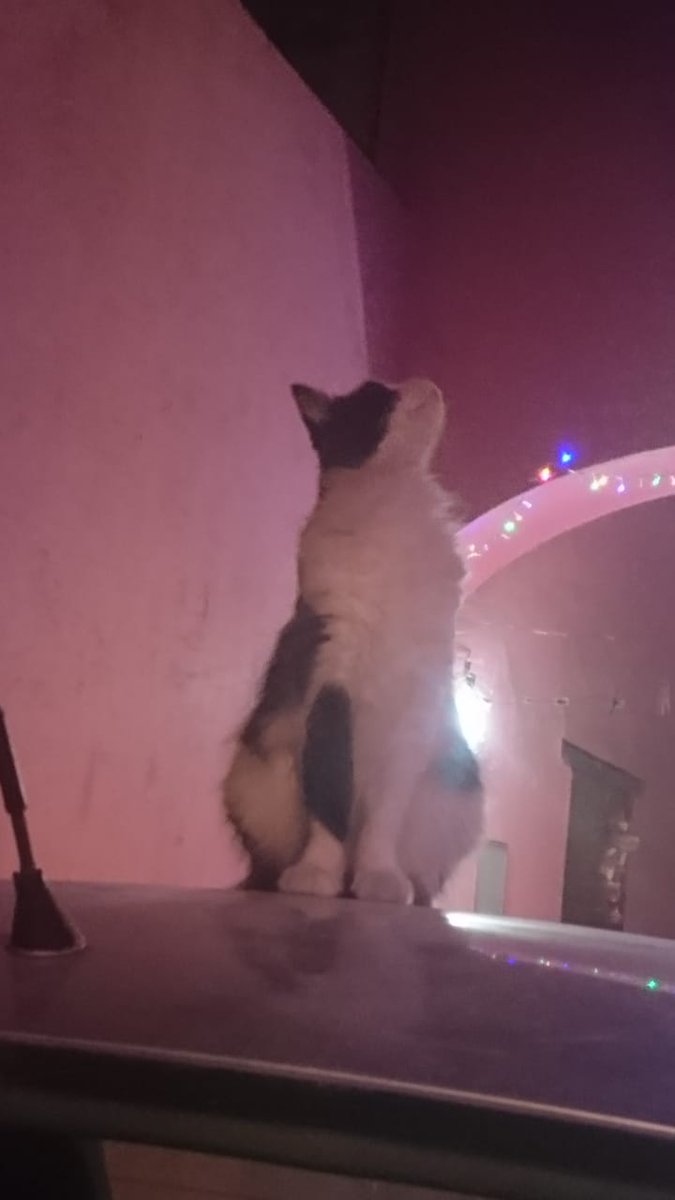MaxWoxiie's tweet image. Mi niña que brillaba por si sola, la que inspiro con sus colores a la creación de Max, ya es una estrella más de las que tanto miraba, fue mi hermana, compartió conmigo 14 años de su vida siempre te amaré cada que mire las estrellas se que estarás ahí.
Klina 2010-2025
