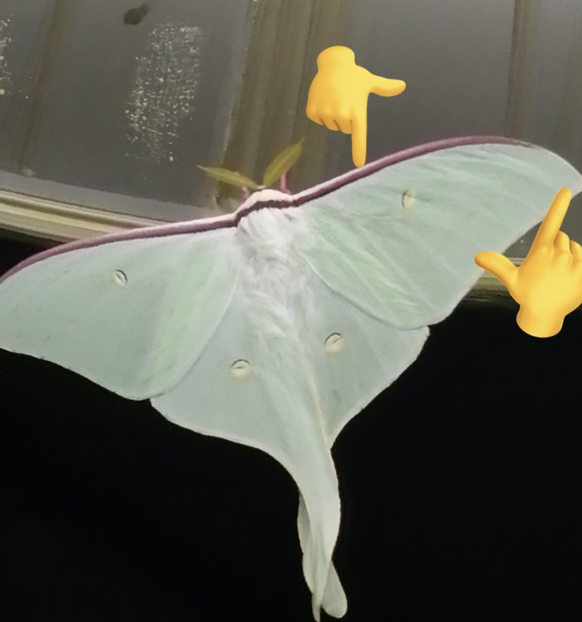 【03】オオミズアオ、オナガミズアオセット オオミズアオとオナガミズアオ 飼育 - 虫のあれこれ。時々書評。