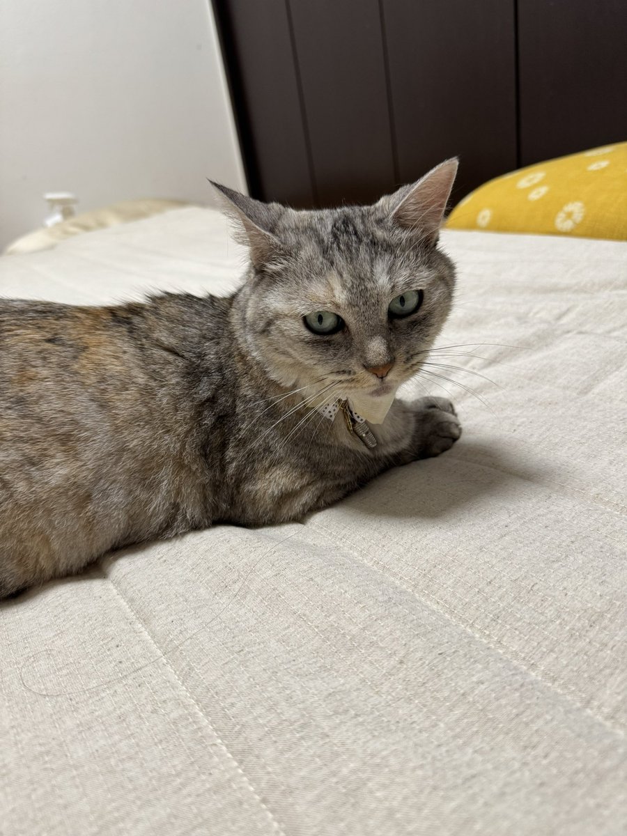 無印の綿麻敷きパットに変えたら、気に入ったのかくつろいでくれるようになった！真っ青の冷感敷きマットの時は全然だったのに！うれしい！らむちゃんは自然派なのかな🤔笑