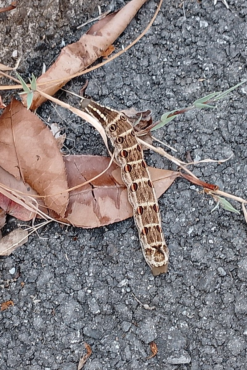 実家近くにて
でっかい芋虫さん