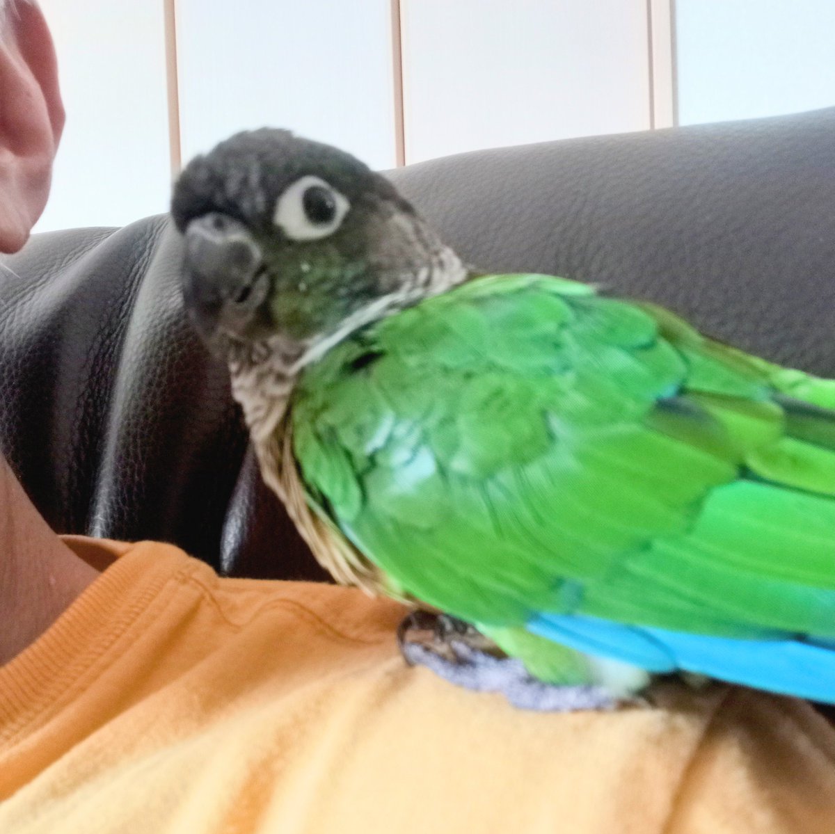 肩が良いんだって？
遊んできたらええのに。
じっとここに居る、
爺ちゃんインコ。