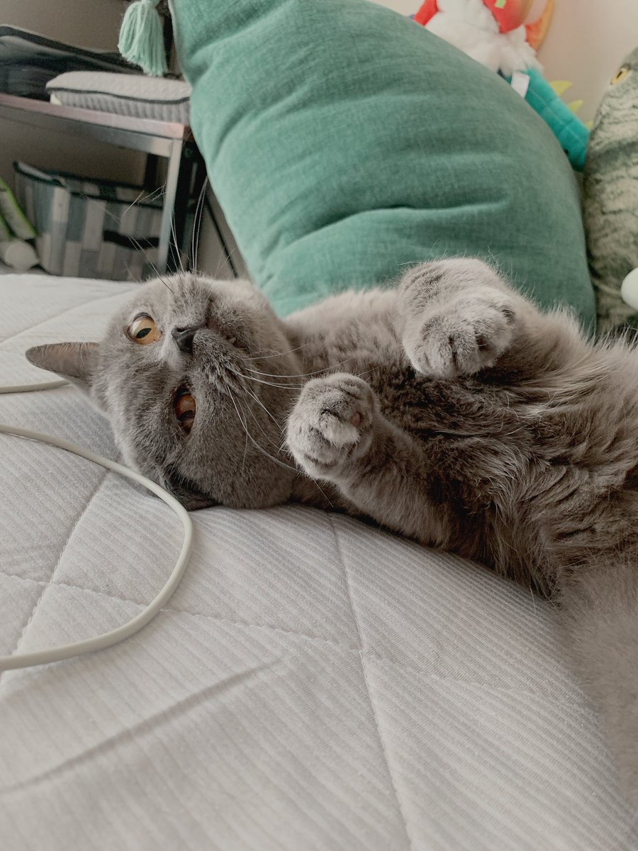 renoyass's tweet photo. 人間の寝てないベッドに寝転ぶと撫でてもらえると学習した猫かわいすぎて人間はまんまと撫でに行く https://t.co/RBKJFqJprB