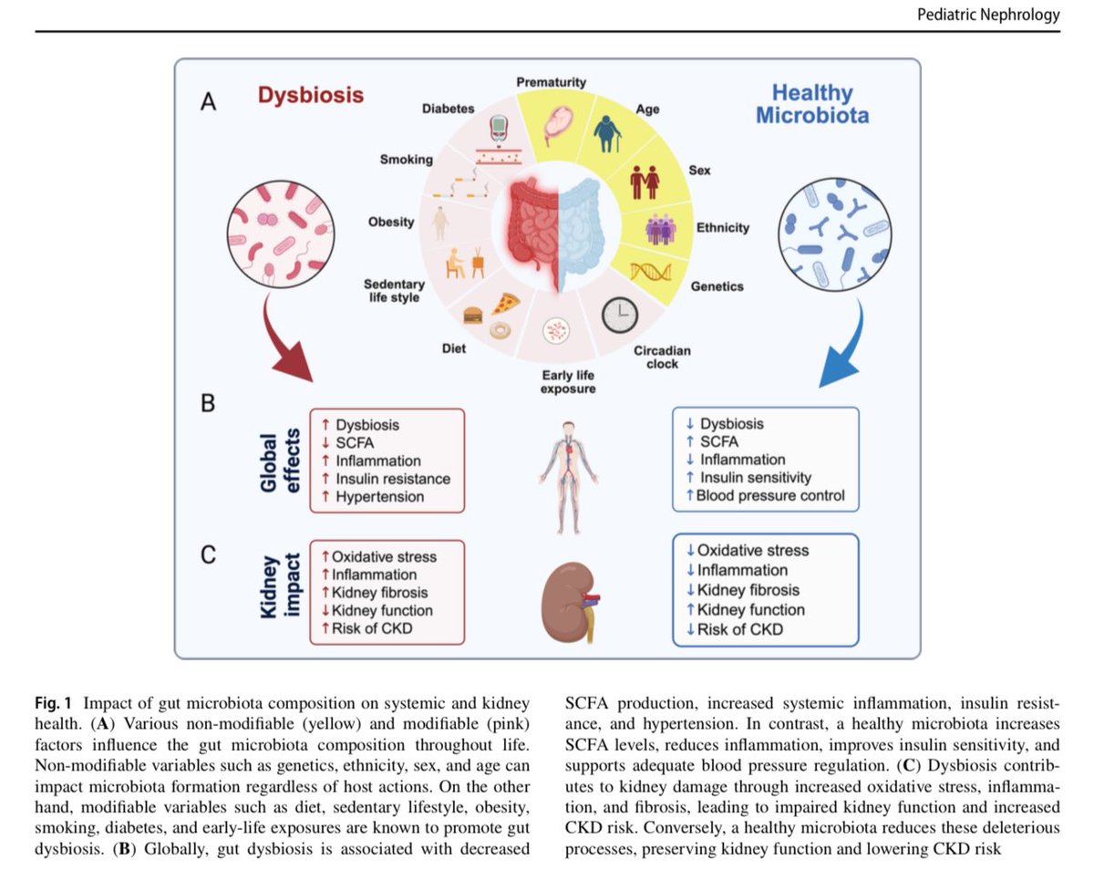🤔Did you know your gut bugs 🦠 may hold the key to healthy kidneys?🫘

Gut dysbiosis = 🔥↑Inflammation, ↑CKD risk
SCFAs = 💪🛡️protect kidney, reduce BP &amp; fibrosis

Fix the gut, save the kidneys!

🔗 doi.org/10.1007/s00467…

#Nephrology #MedTwitter #Microbiome #HTN #SCFA  #CKD
