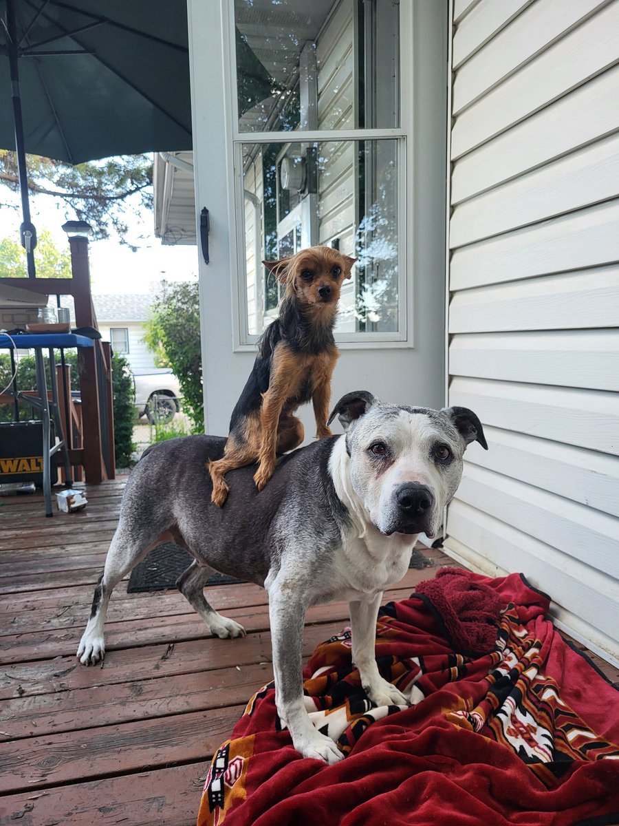 CryptoZykee's tweet image. Meet Aussie PupStar ($AUSI) 🤠🐕

We’re more than just a meme coin — $AUSI is the proud mascot of PetCoin AI, a LONG-TERM project fusing crypto innovation with real-world pet rescue efforts. 🐾

We’re on a mission to create sustainable utility that gives back — because every…