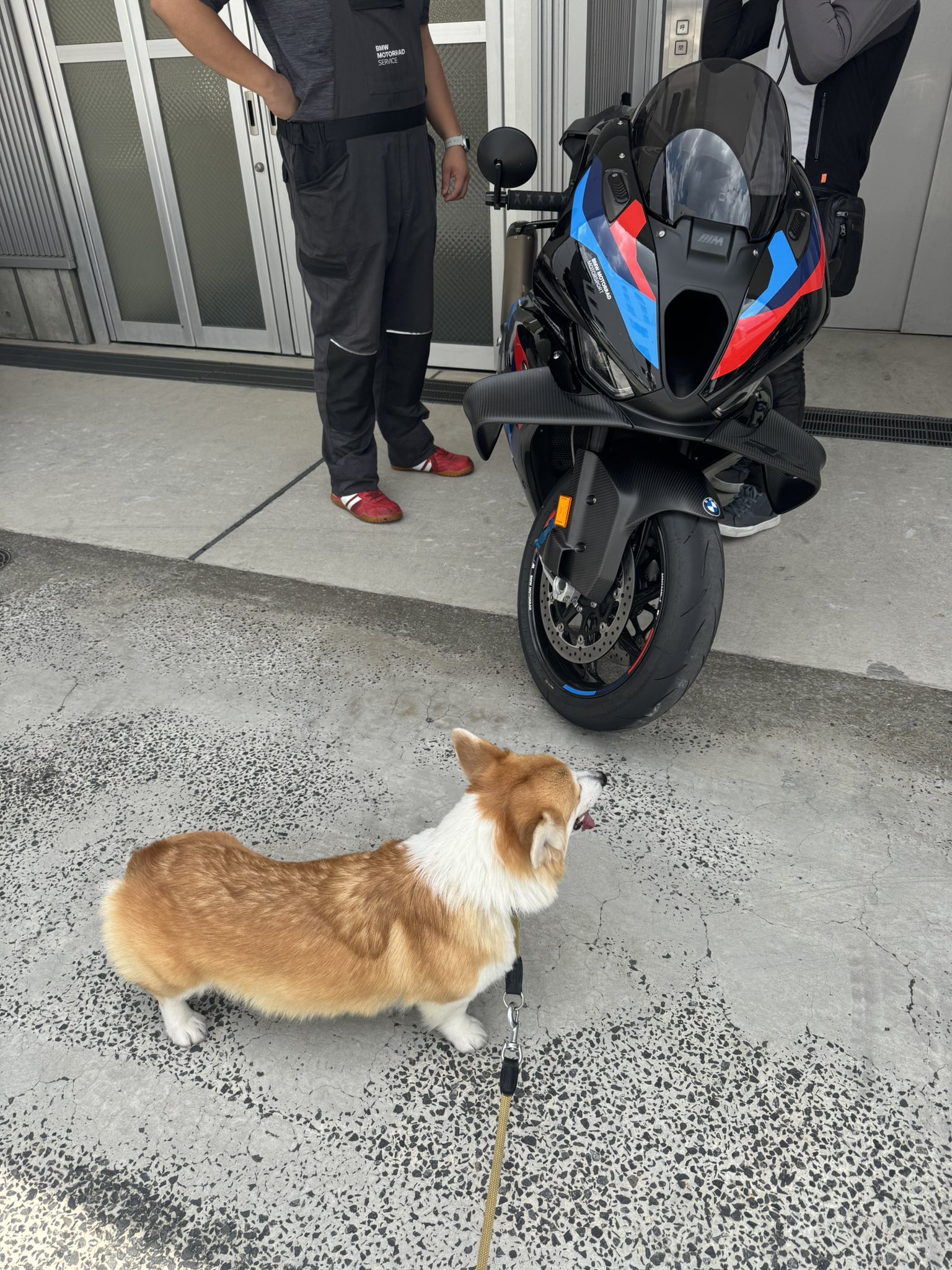 コーギー様 リクエスト 2点 まとめ商品 ぽちき🇯🇵_φ(・_・ｼｭｶﾞｰｱﾗｼﾞｬﾝちゃん on X: 