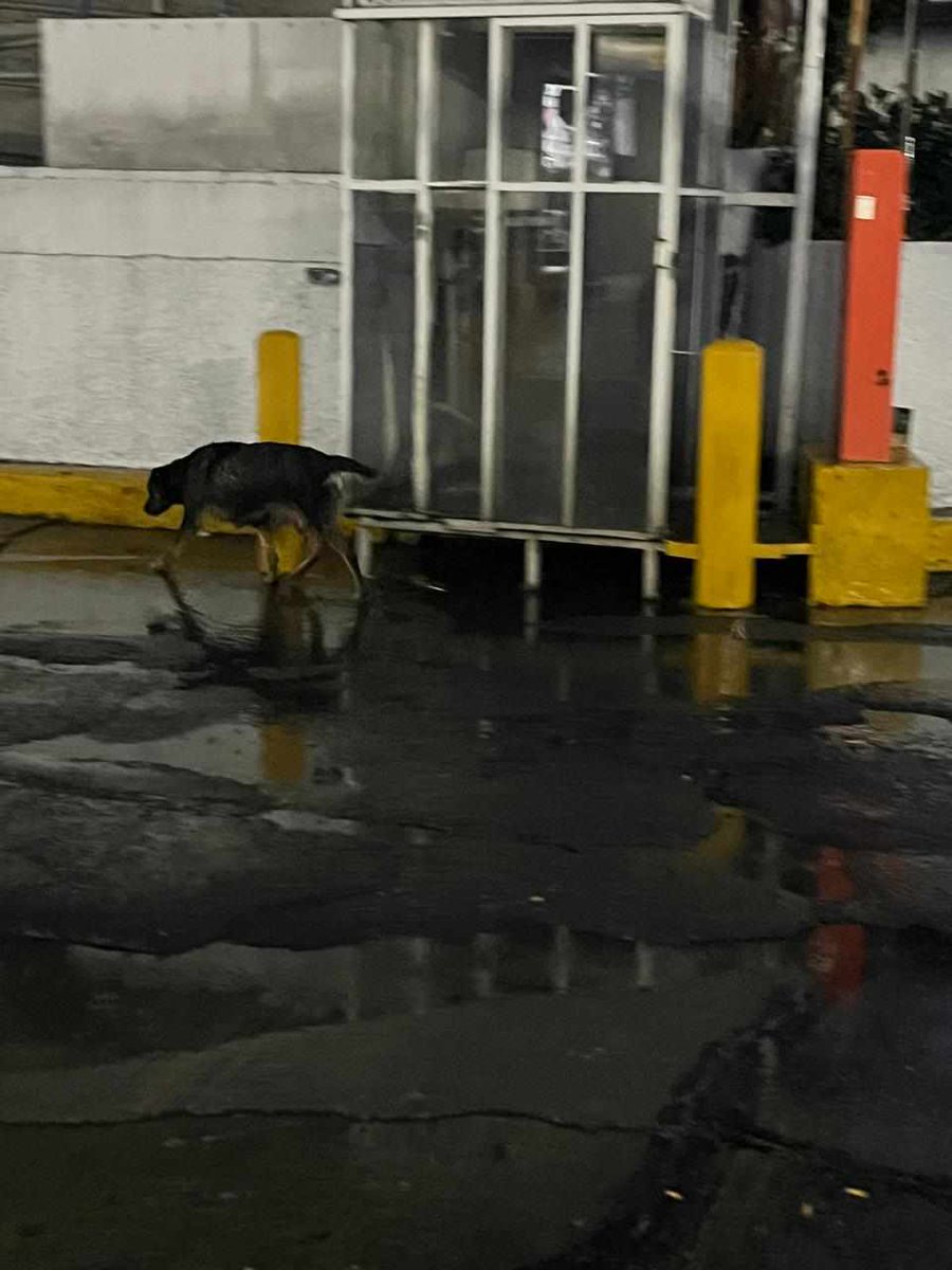 FUNDAPEPUEBLA's tweet image. 🚨 ¡URGENTE AYUDA! 🚨
Nos acaban de informar de una situación desesperada 💔: una perrita acaba de dar a luz cerca de la zona de La CAPU, y debido a las fuertes lluvias ha estado moviendo a sus bebés de un lado a otro, tratando de protegerlos como puede.
Los deja en un arbusto,…